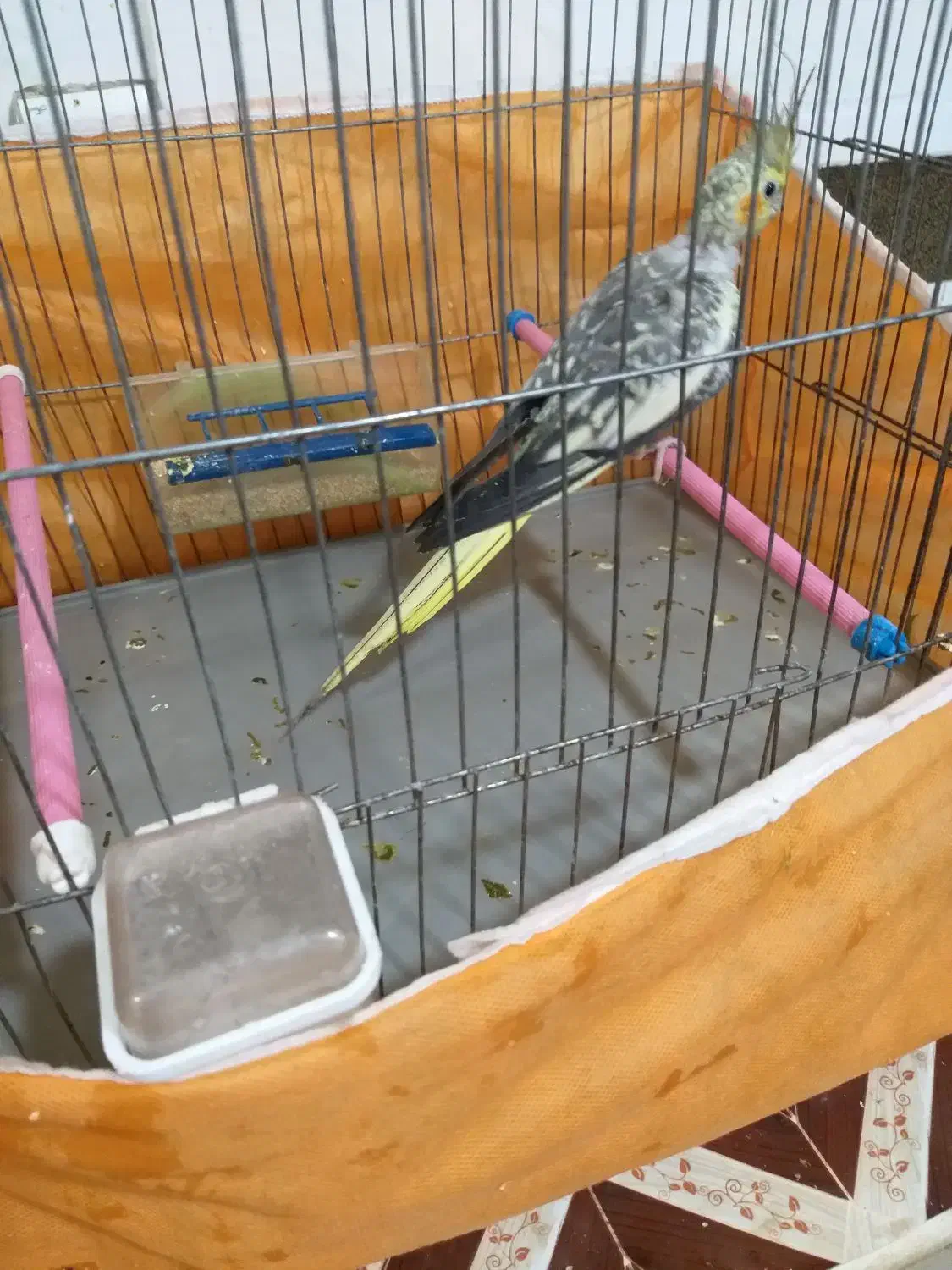 عروس|پرنده|شوشتر, |دیوار