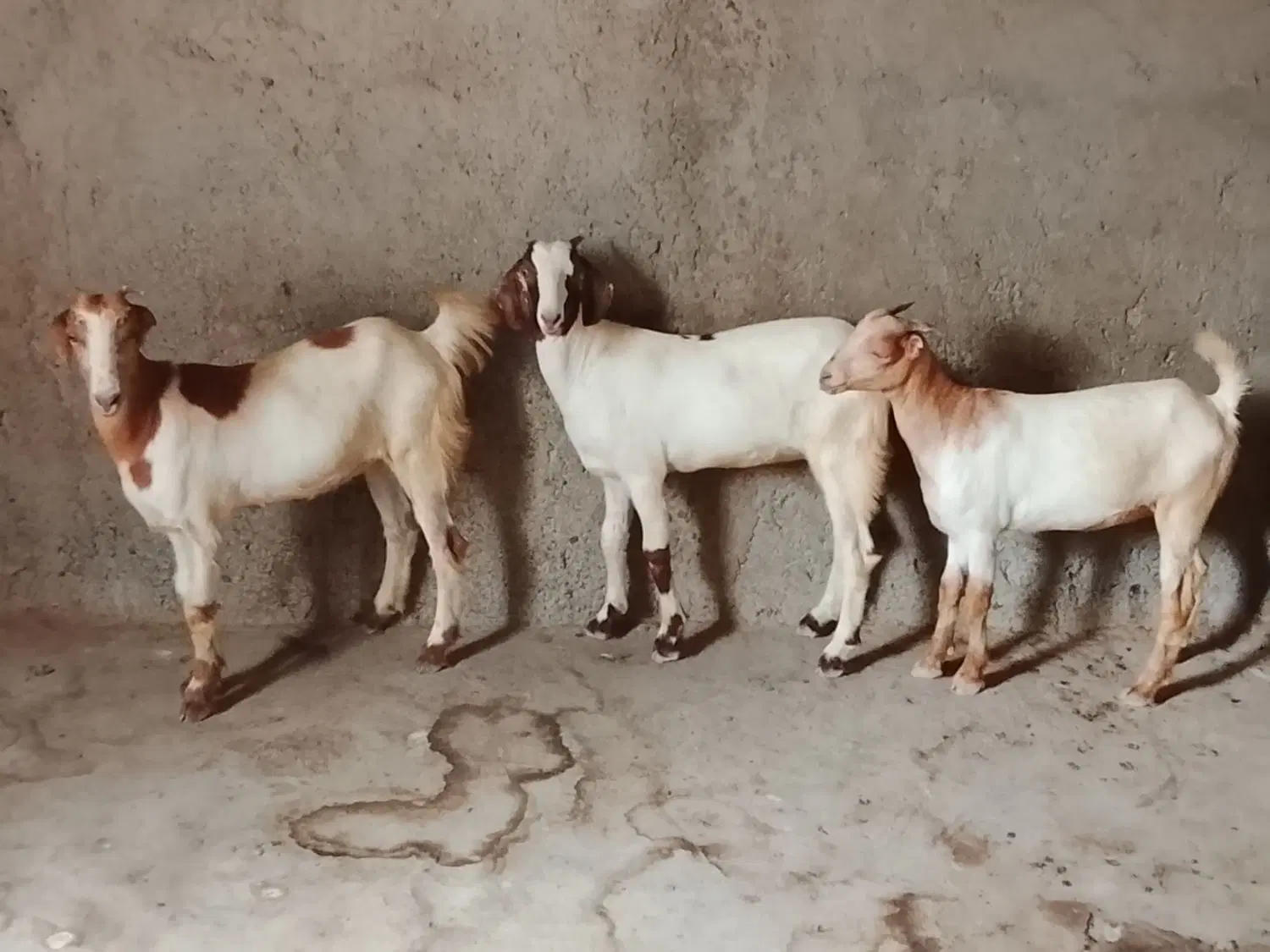 ...|گل و گیاه طبیعی|میناب, |دیوار
