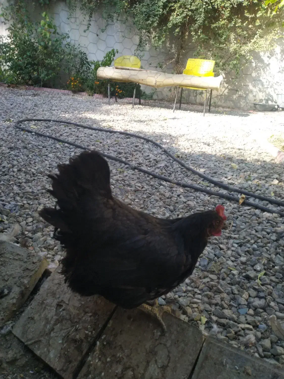 مرغ و خروس|حیوانات مزرعه|تهران, درکه|دیوار