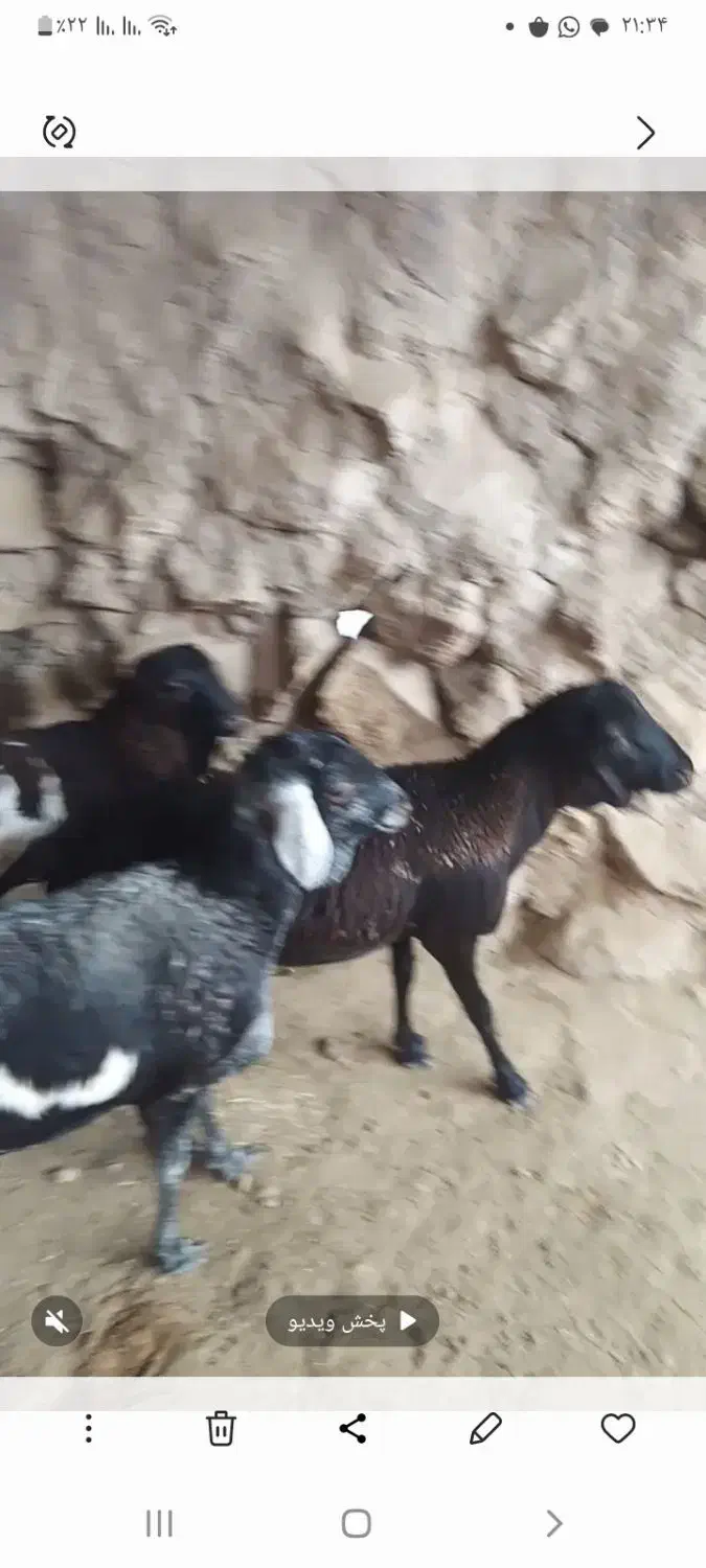 ۳ راس بره برشن درجه یک|حیوانات مزرعه|جناح, |دیوار