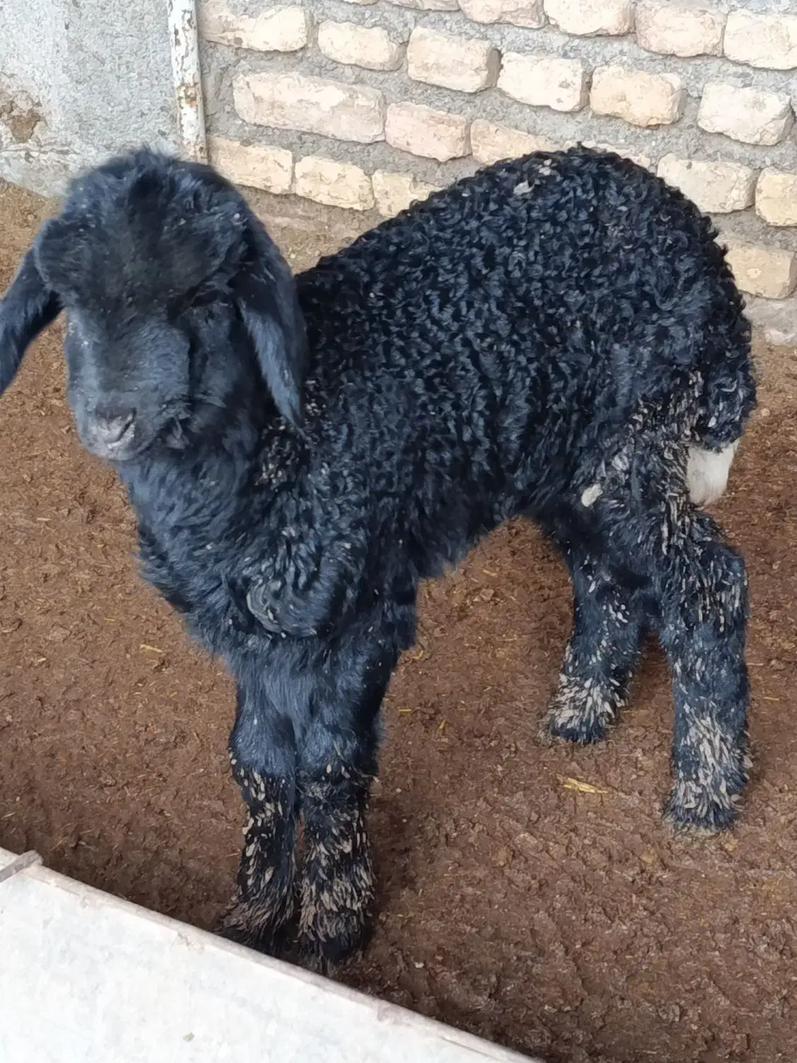 بره نر شیرخوار جنس|حیوانات مزرعه|سیجوال, |دیوار