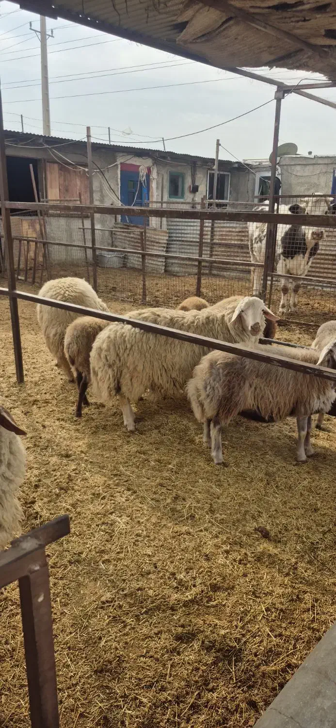 بره نر گوسفند نر چاق|حیوانات مزرعه|تهران, گلستان (شهرک راه آهن)|دیوار