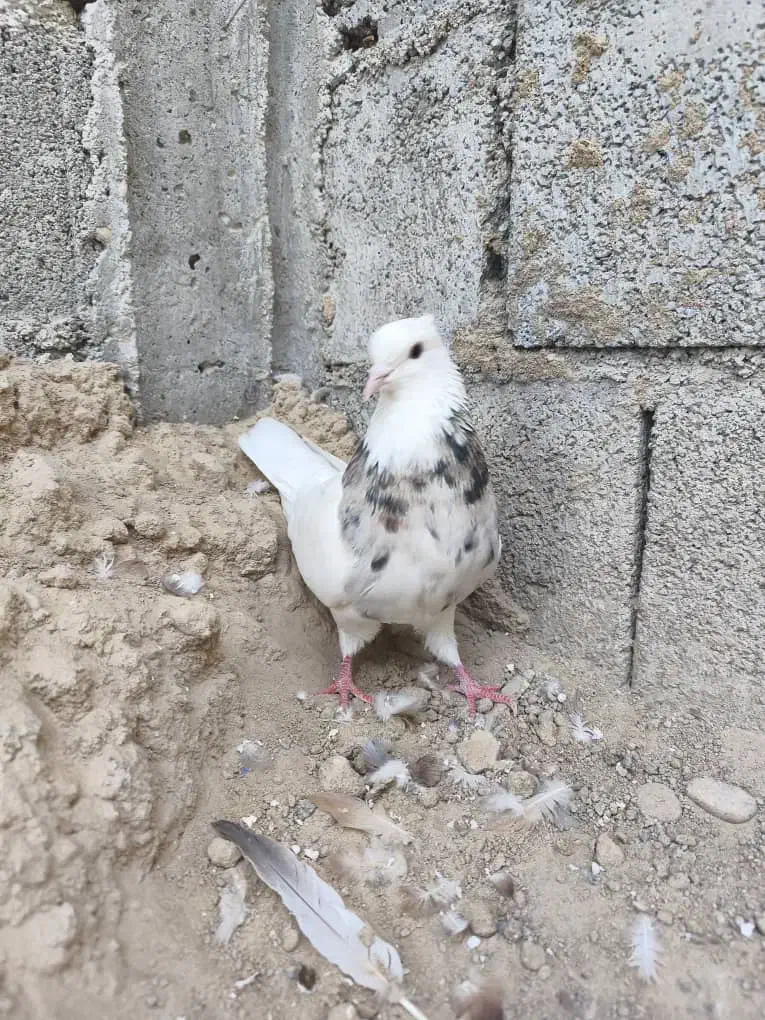 کبوتر طوقی|پرنده|بوشهر, |دیوار