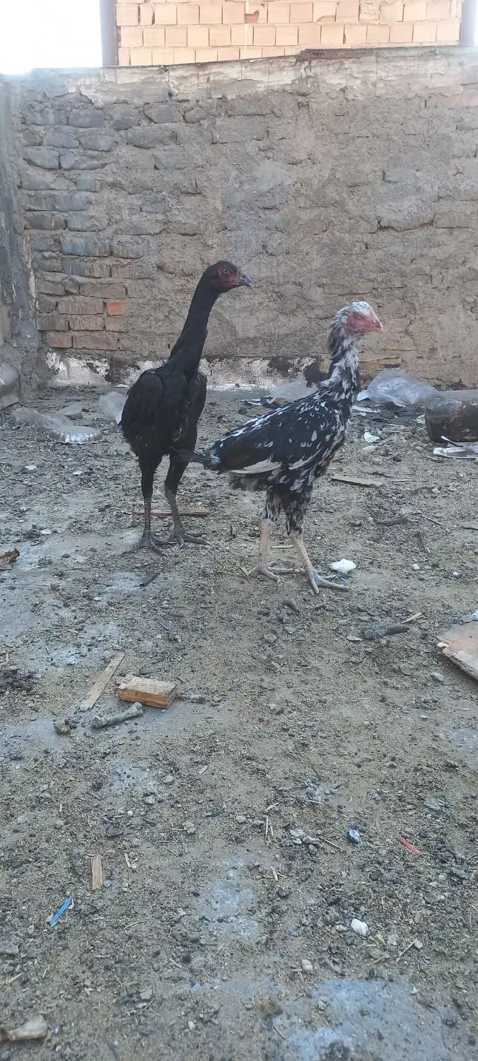 مرغ لاری|حیوانات مزرعه|ری, تصفیه خانه|دیوار