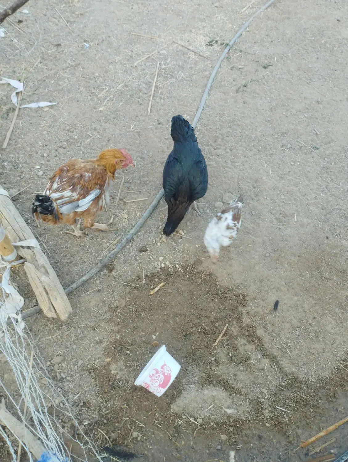 مرغ و خروس|حیوانات مزرعه|کورین, |دیوار