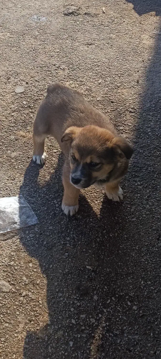 پاکوتاه دم خرگوشی|سگ|مراغه, |دیوار