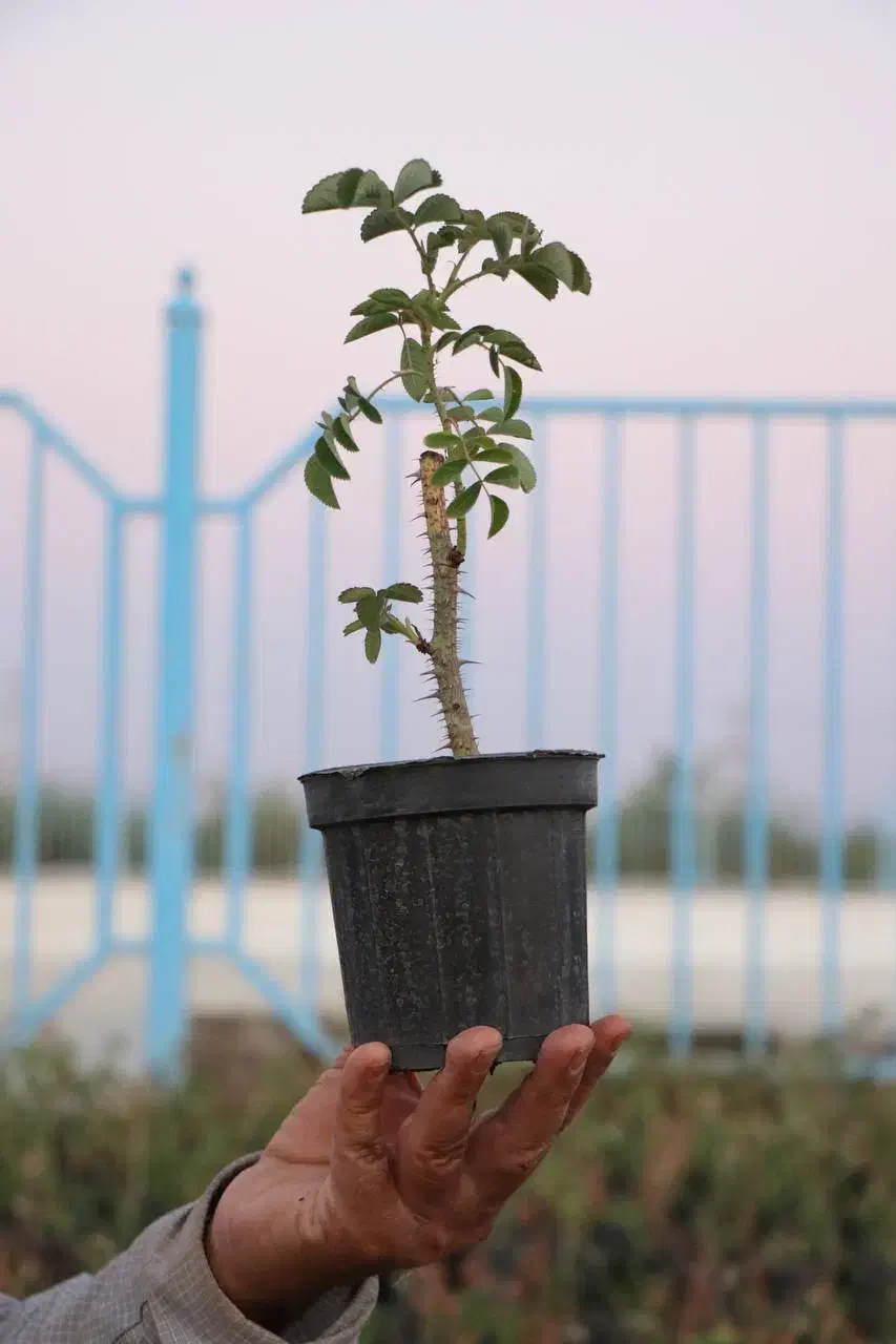 نهال گل محمدی سالم در گلدان پلاستیکی|گل و گیاه طبیعی|شیراز, رکنآباد|دیوار
