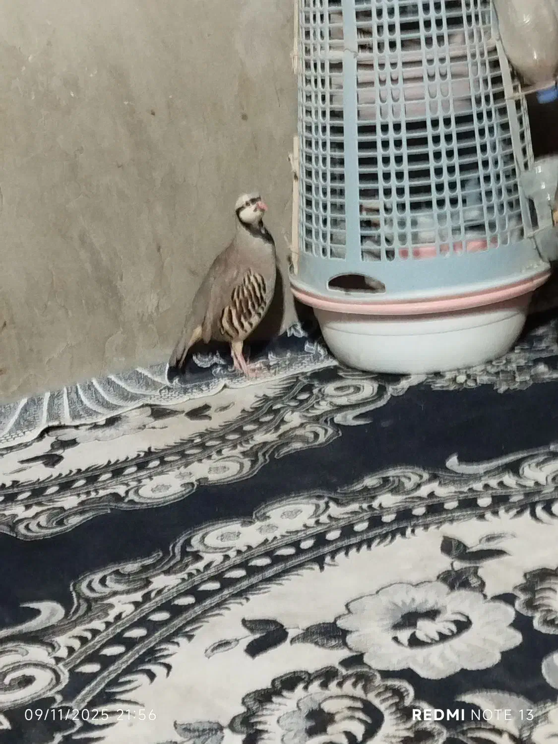 بلدرچین کردی|پرنده|سراوان, |دیوار