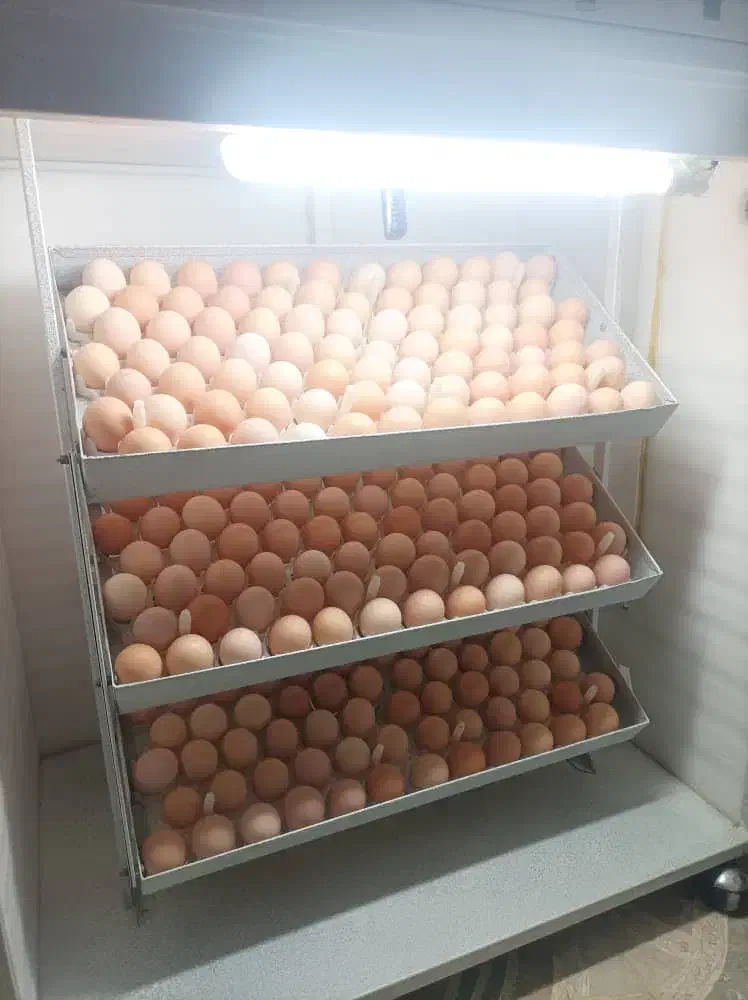 دستگاه جوجه کشی|عمدهفروشی|کازرون, |دیوار