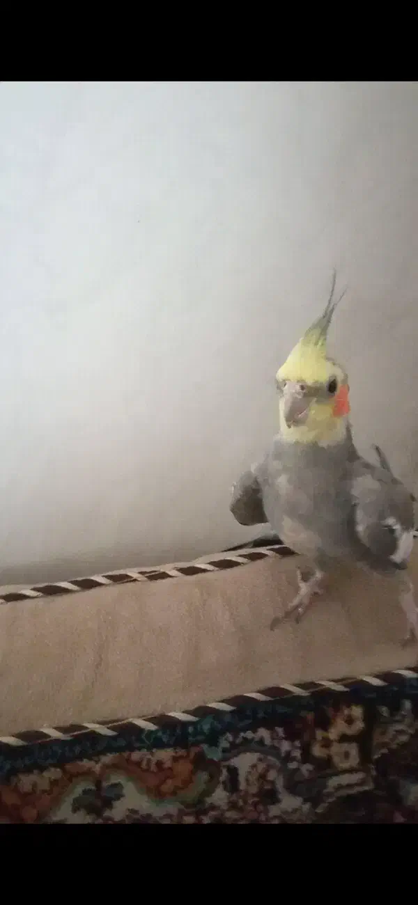 پرنده|پرنده|قم, ولیعصر|دیوار