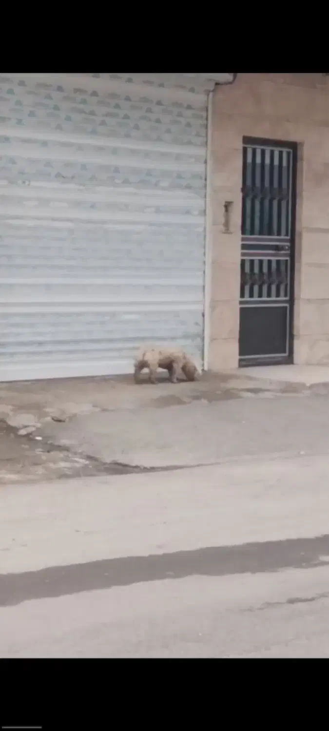 گمشده|حیوانات|رضوانشهر, |دیوار