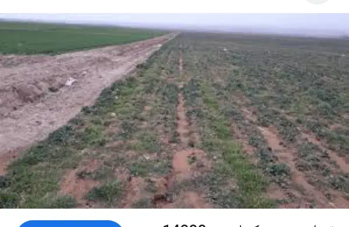 زمین کشاورزی|فروش زمین و ملک کلنگی|روانسر, |دیوار