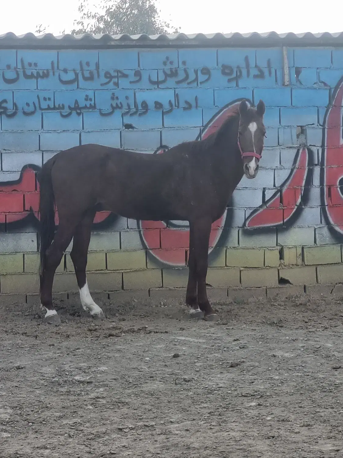 اسب|اسب و تجهیزات اسب‌سواری|باقرشهر, |دیوار