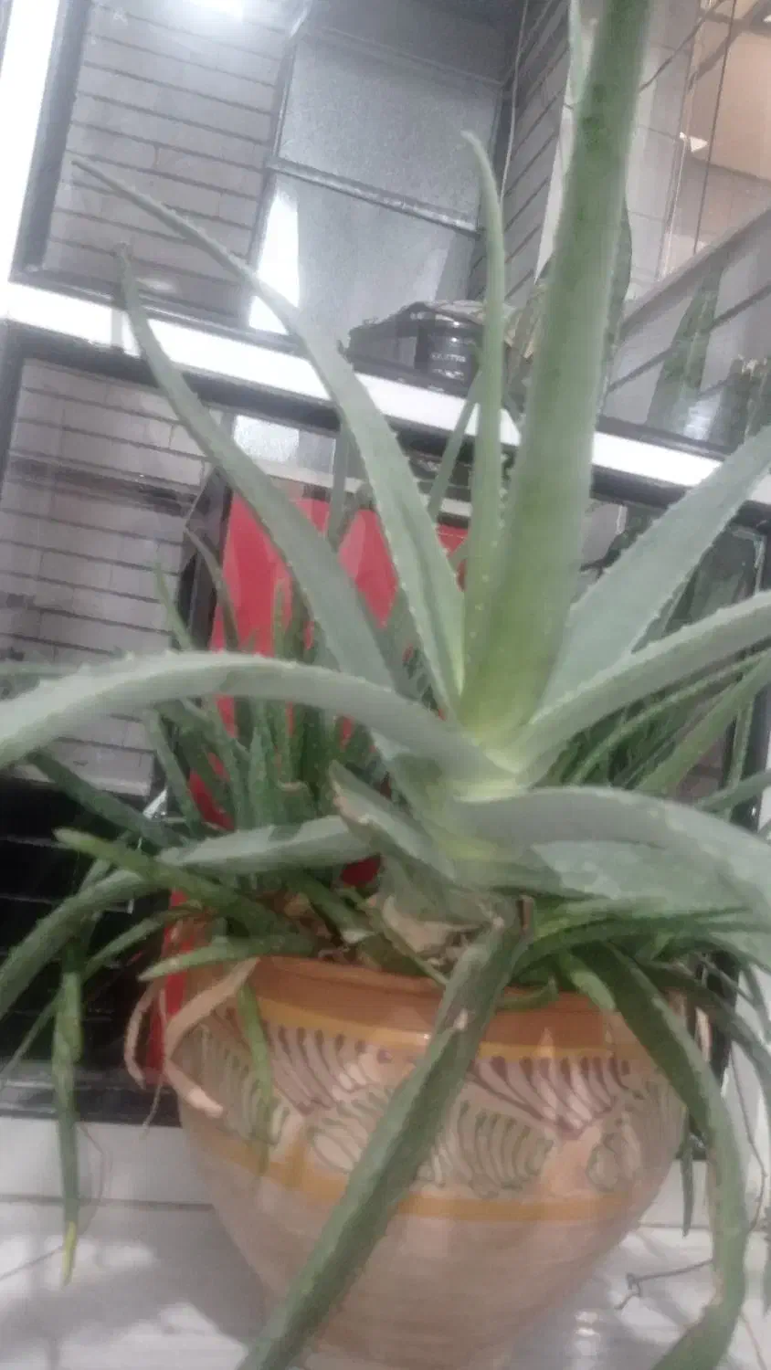 آلورا|گل و گیاه طبیعی|سنندج, |دیوار