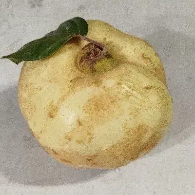 به سر درخت .میوه به تو با غ رو درخت حدود ۵ الی۶تن|خوردنی و آشامیدنی|شیراز, کودیان|دیوار
