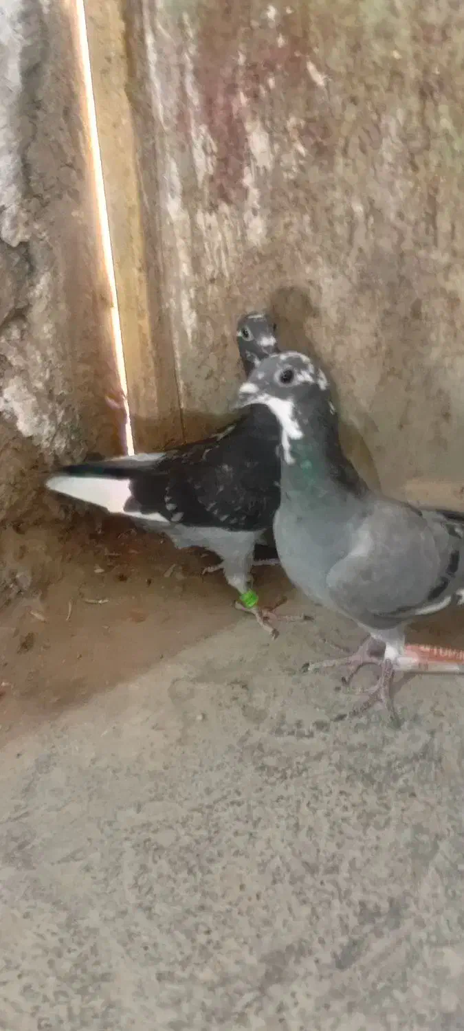 کفتر فروشی چهار تا جوجه نر سرکله دار ابلغ|پرنده|صابری, |دیوار