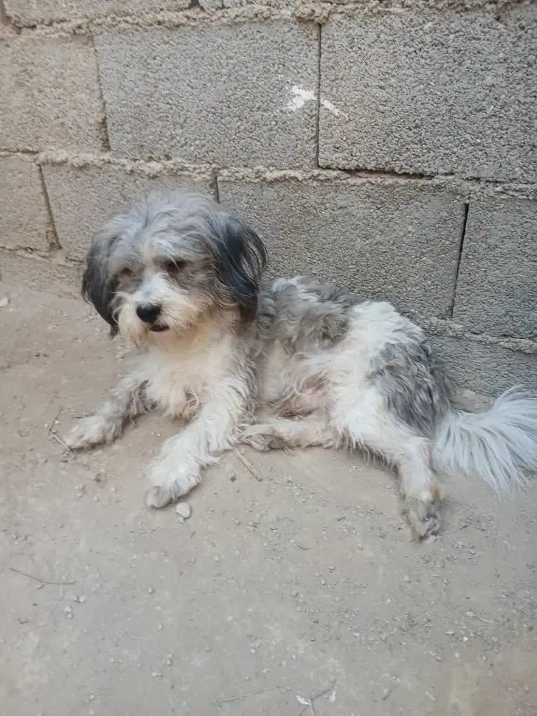 سگ شیتزو نروماده|سگ|آبپخش, |دیوار