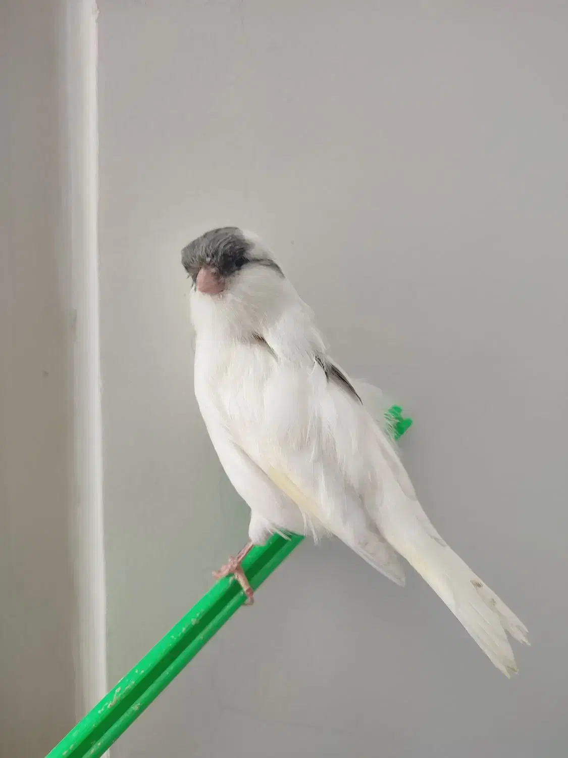 قناری نر زیبا|پرنده|گنبد کاووس, |دیوار