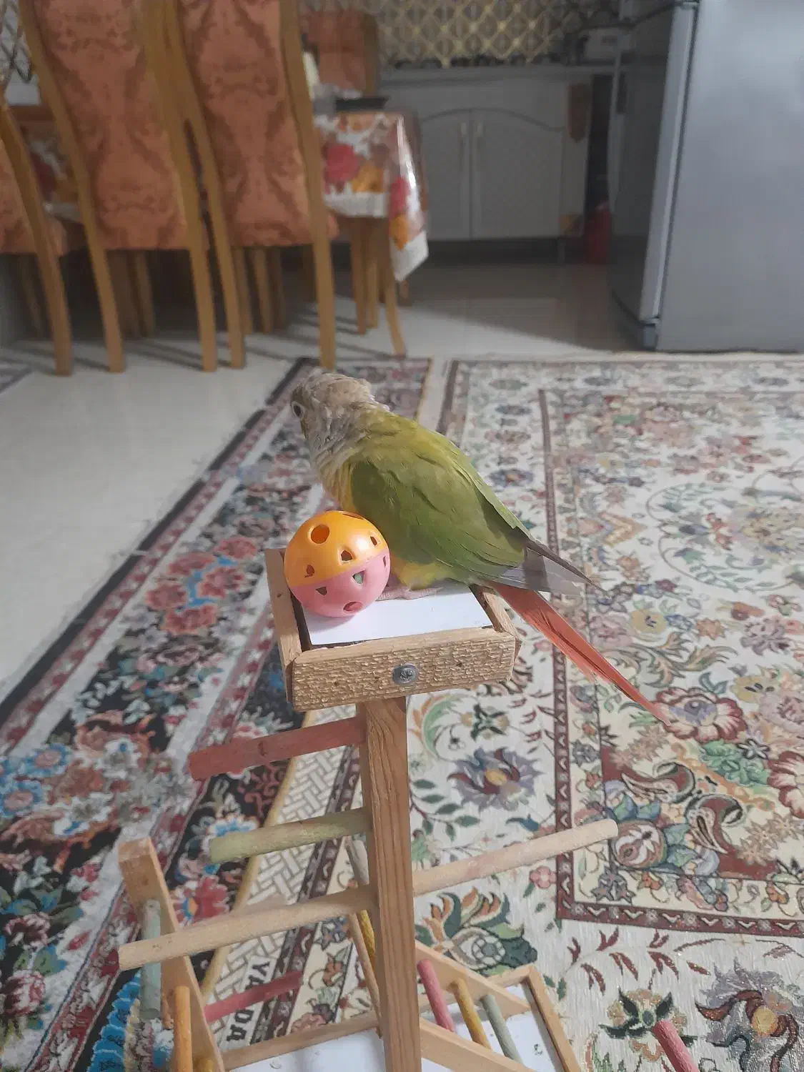 طوطی گرینچیک سخنگو|پرنده|رشت, بیجارپس|دیوار