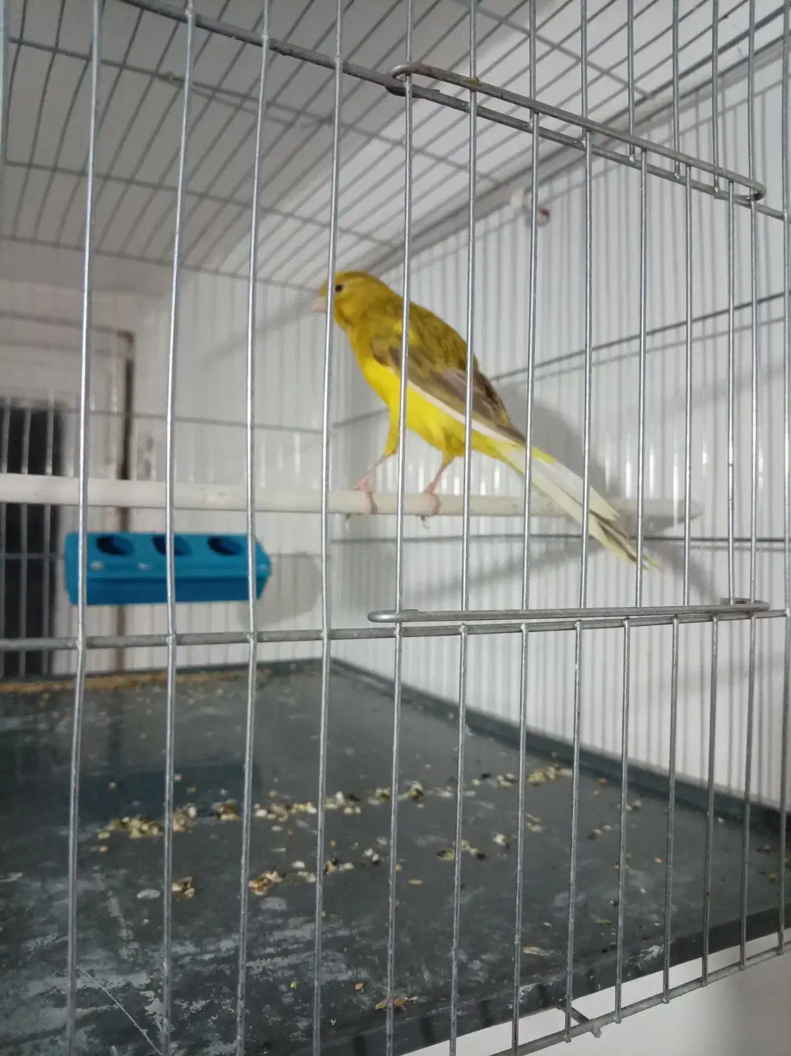 قناری رسمی بلند قرص بخون مست مست|پرنده|رباطکریم, شهرک صنعتی صباشهر|دیوار