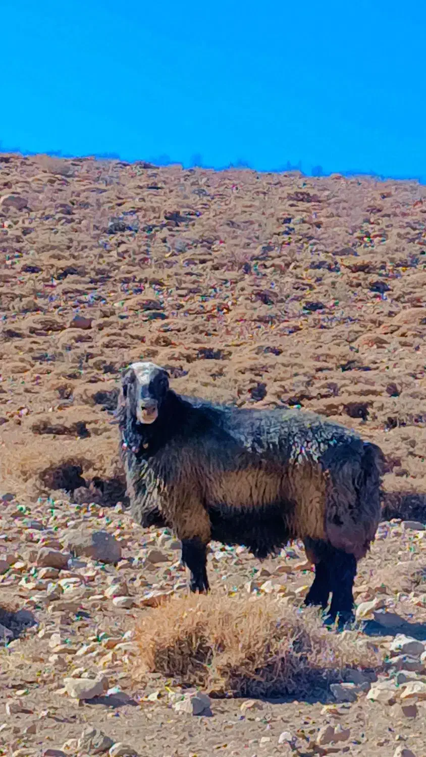 قوچ‌ترکی|حیوانات مزرعه|آباده, |دیوار