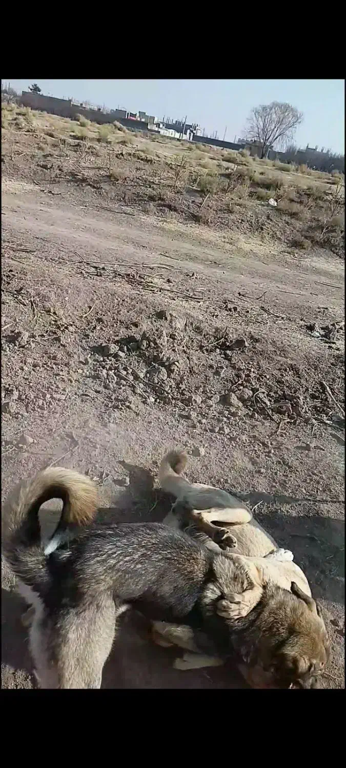 سگ عراقی|سگ|میاندوآب, |دیوار