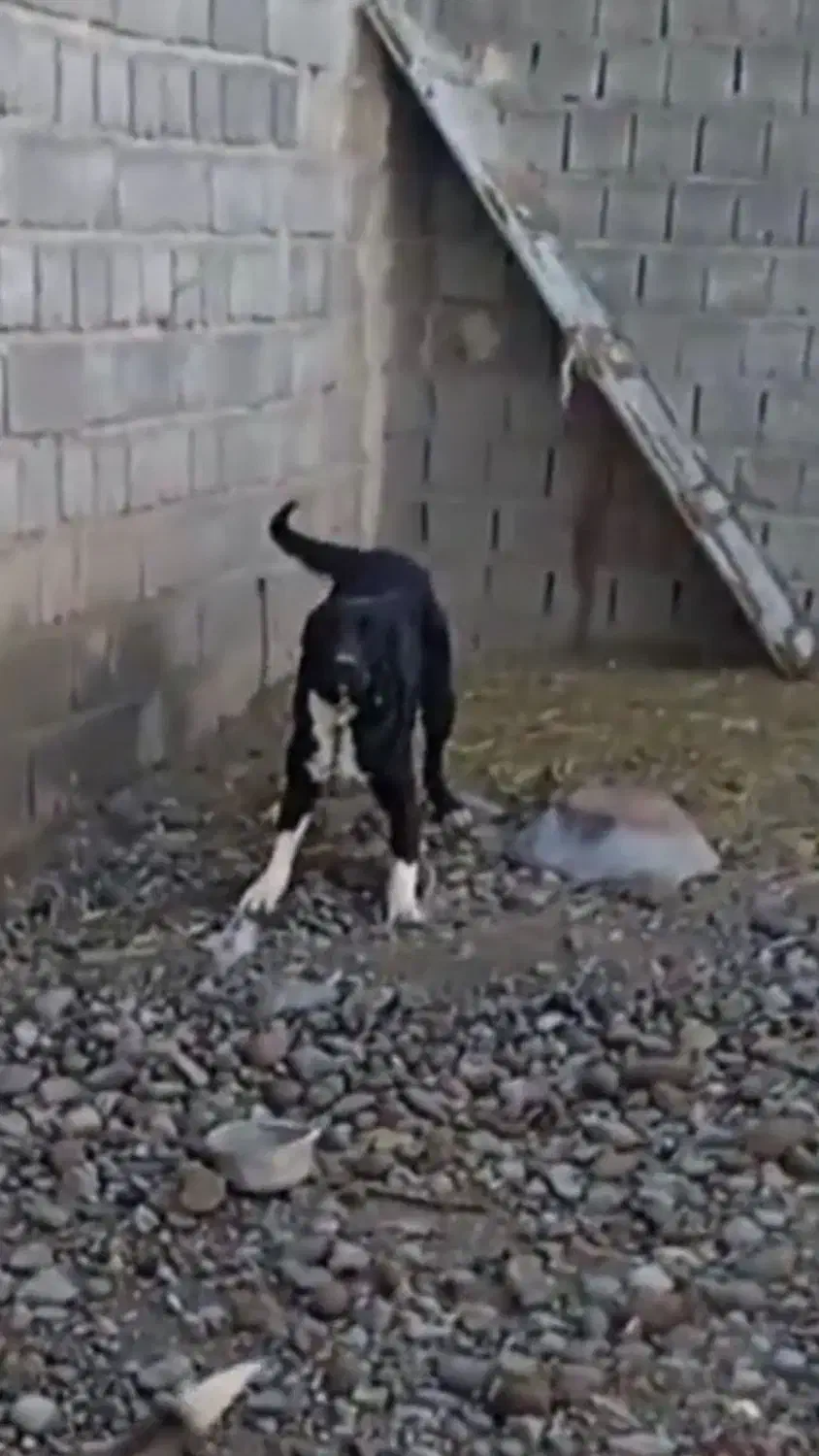 سگ سرابی ادام توتان|سگ|سراجو, |دیوار