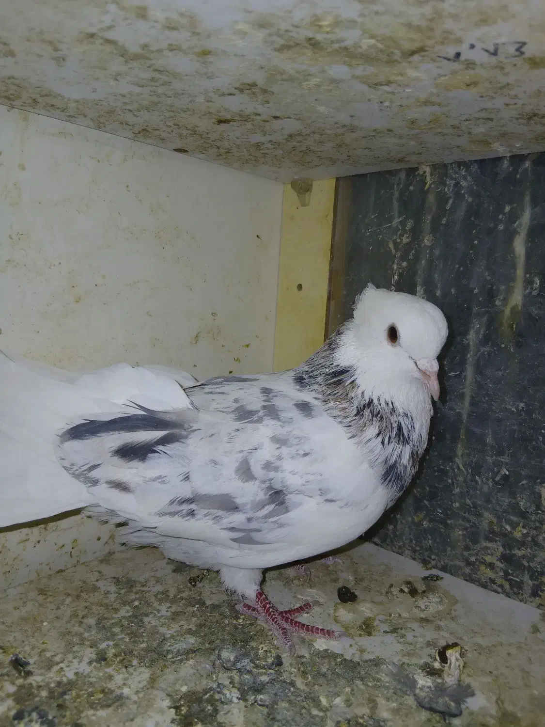 ۳ عددکبوتر|پرنده|ماهدشت, |دیوار