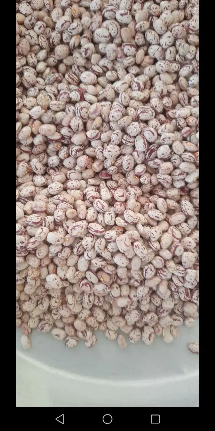 لوبیا چیتی|عمدهفروشی|گرگان, |دیوار