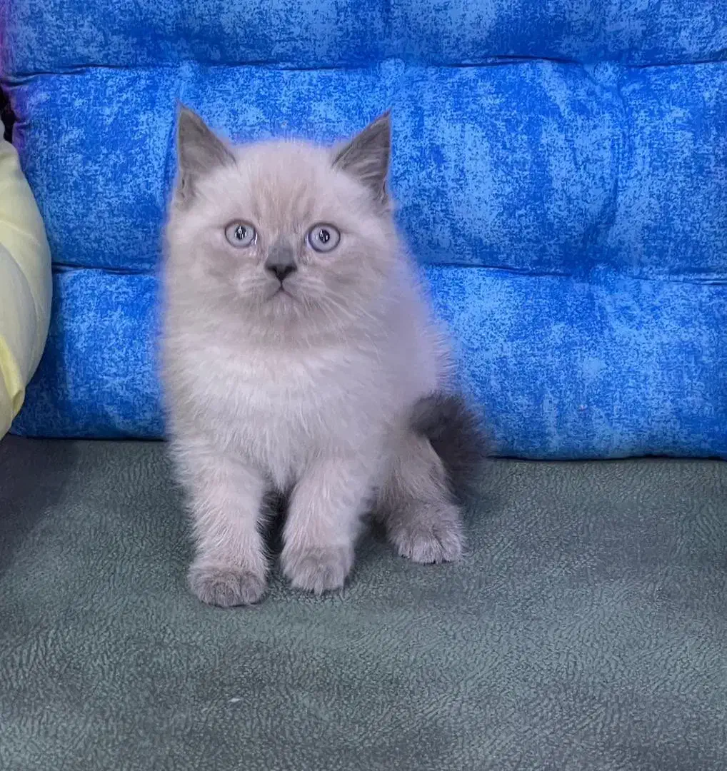 گربه پرشن  هیمالین|گربه|رشت, لاکانی|دیوار