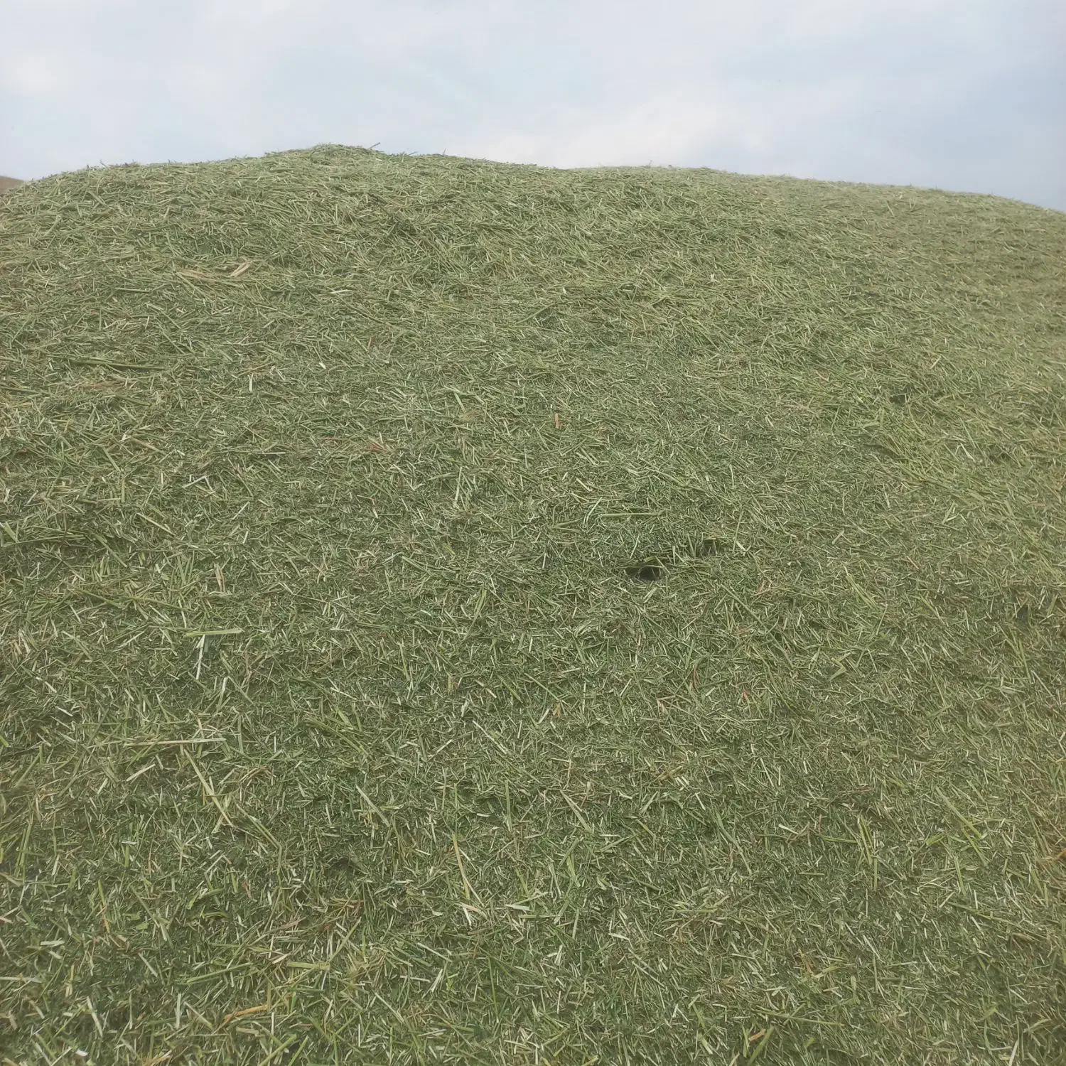 یونجه|حیوانات مزرعه|سنقر, |دیوار