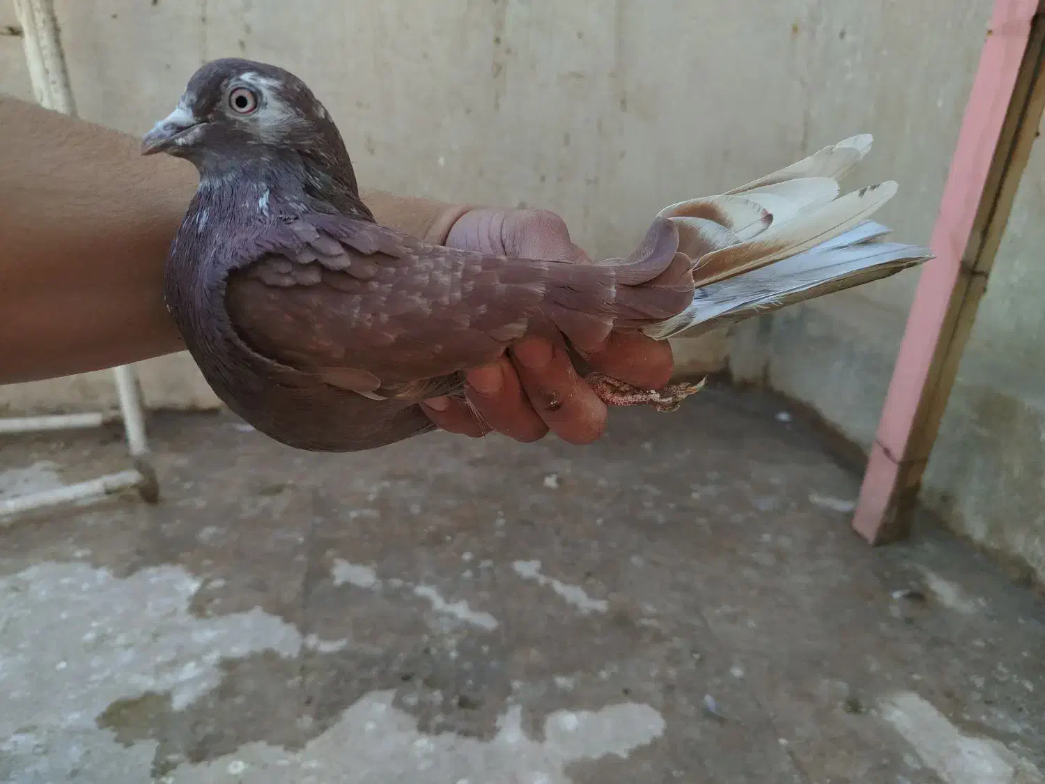 کفتر|پرنده|قم, باغ شریفی|دیوار