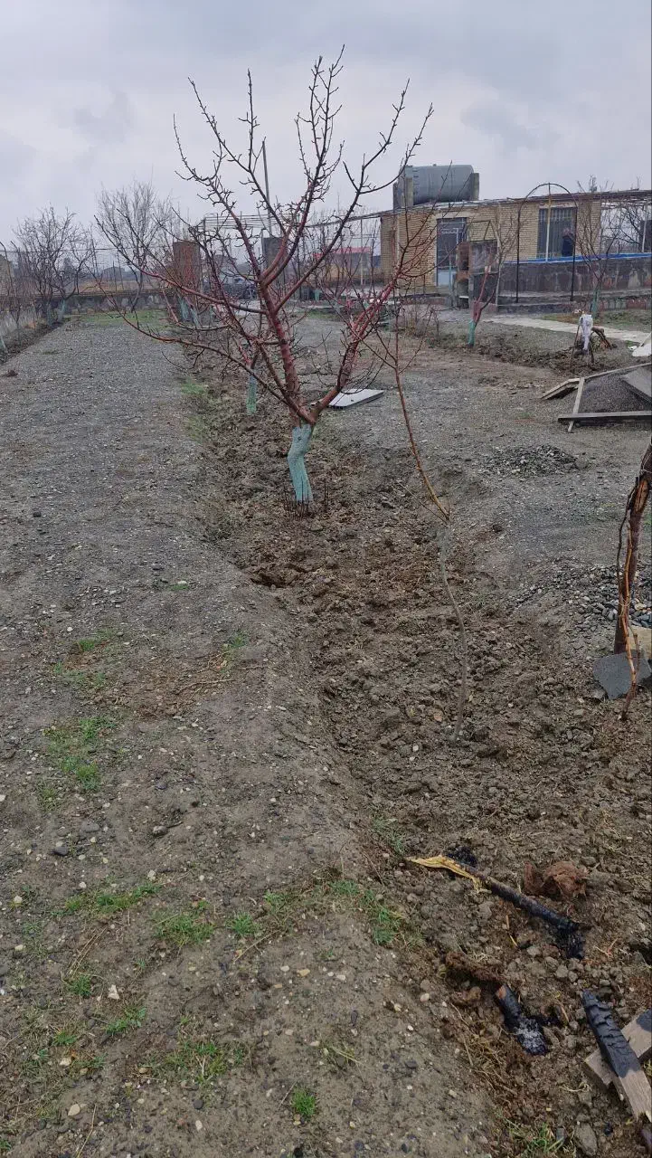 فروش ۲۰۰۰ متر باغ در چناران روستای حیطه طلا|فروش خانه و ویلا|گلبهار, نوبهار|دیوار