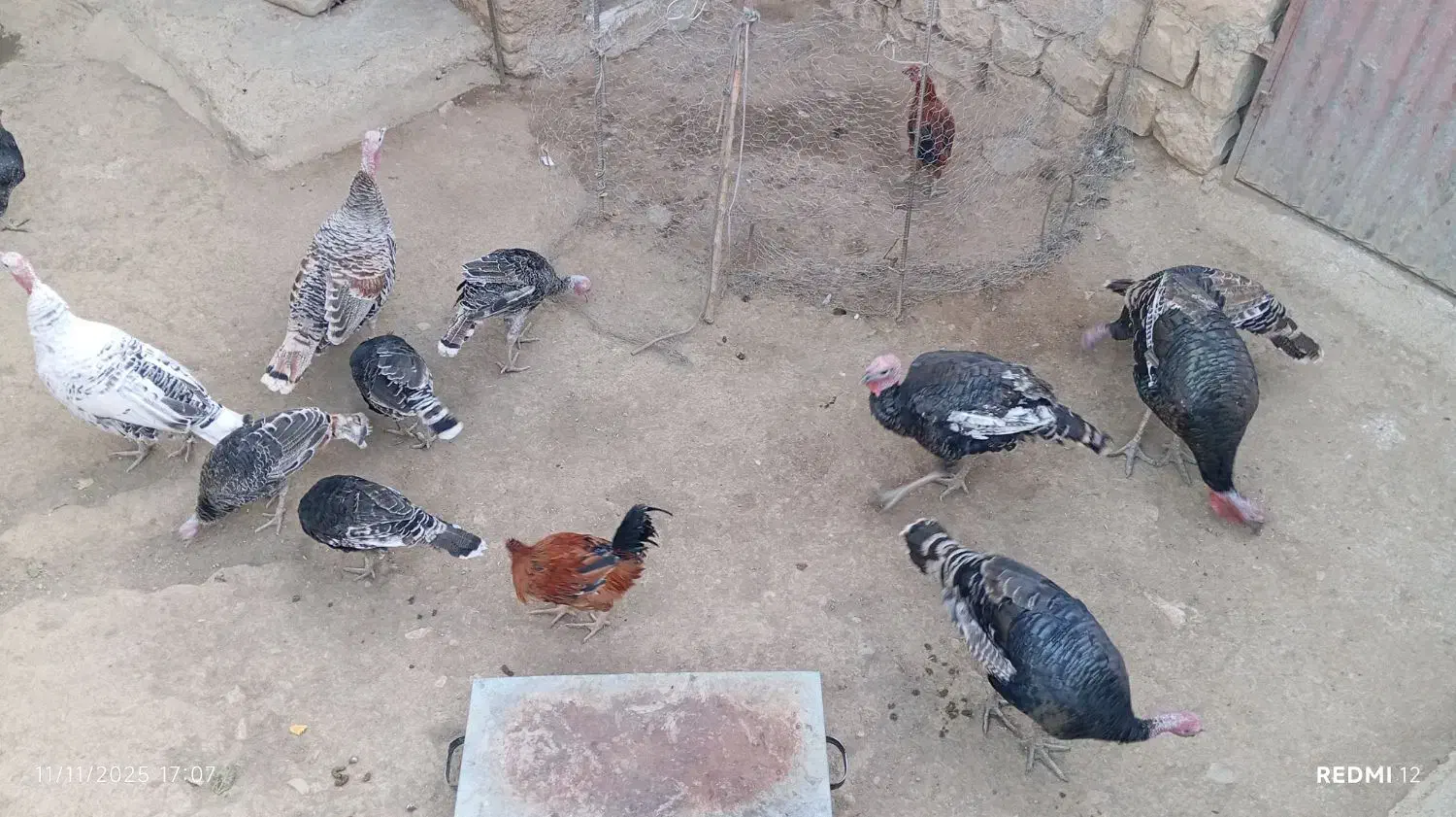 بوقلمون|حیوانات مزرعه|چگنی, |دیوار