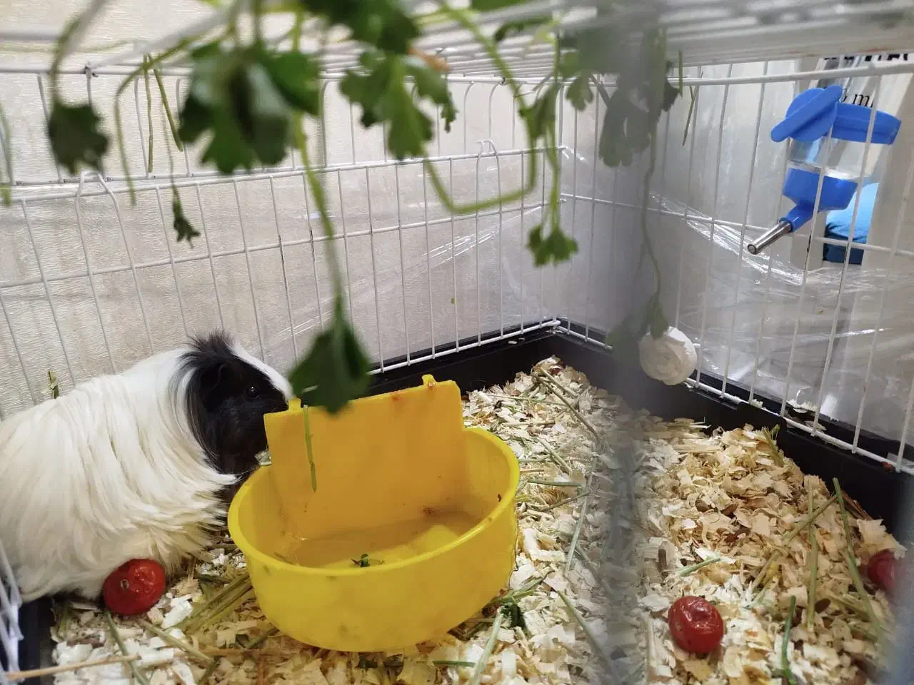 جفت خوکچه هندی بازیگوش نر و ماده سالم|موش و خرگوش|تهران, شهرک فردوس (حسینی)|دیوار