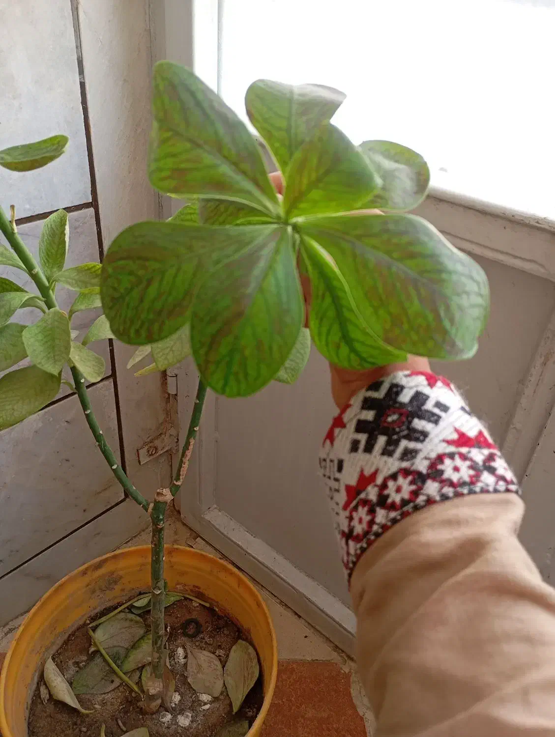 کسی کار گر‌برای کاشت پیاز خاست درخدمتیم گروه ۱۵|خدمات باغبانی و درختکاری|جیرفت, |دیوار