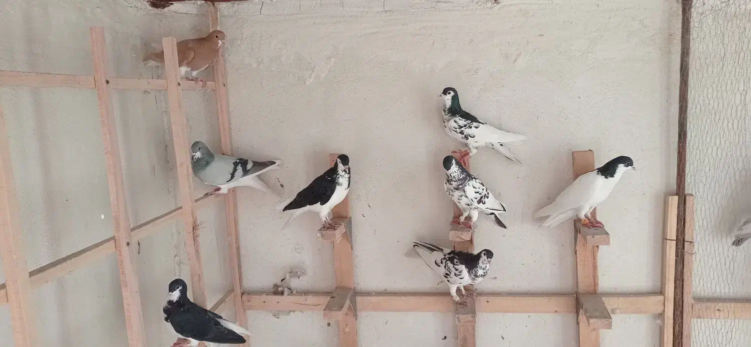 کفتر شهری|پرنده|شیراز, کوشک میدان|دیوار