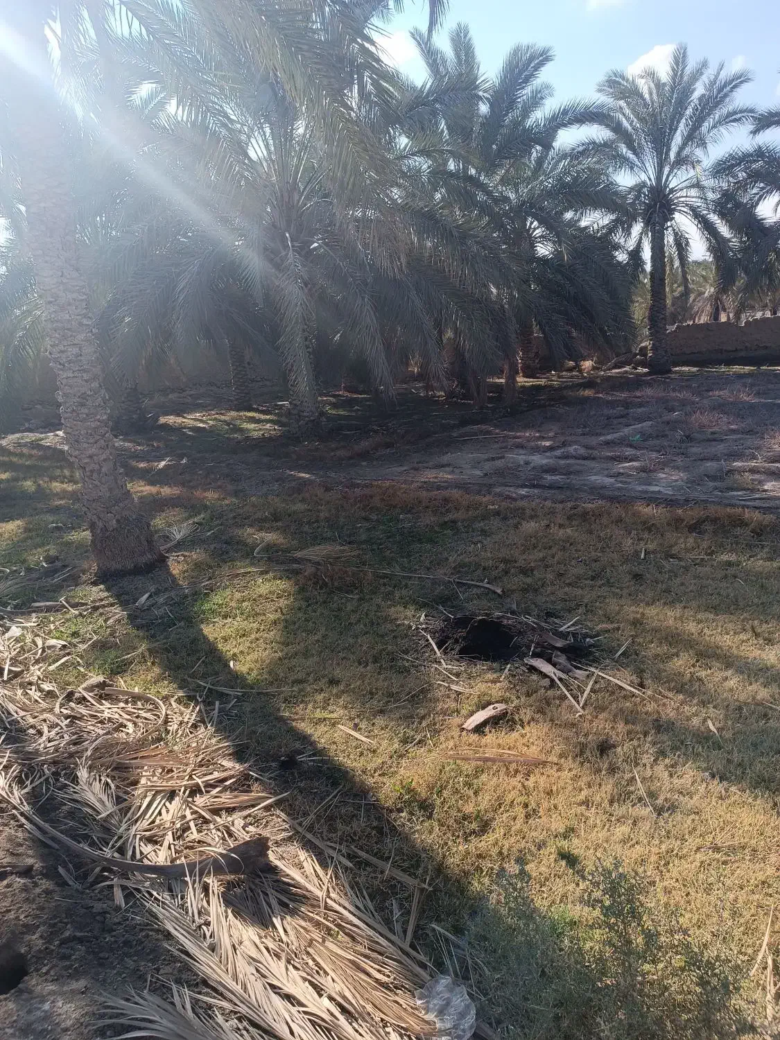 زمین باغ|فروش دفتر صنعتی، کشاورزی، تجاری|سراوان, |دیوار