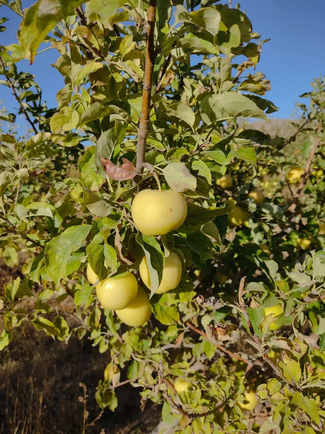 7000مترباغ معاوضه باملک درتبریز|فروش دفتر صنعتی، کشاورزی، تجاری|صوفیان, |دیوار