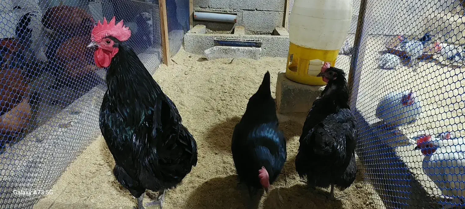 تخم نطفه دار استرالوپ استرالیایی وجوجه استرالوپ|حیوانات مزرعه|کلاچای, |دیوار