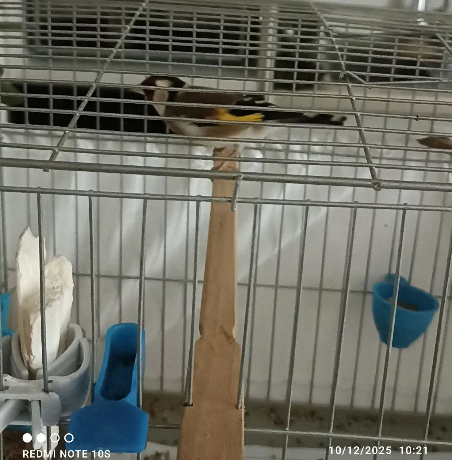 سهره نر بخون|پرنده|پردیس, فاز ۲|دیوار