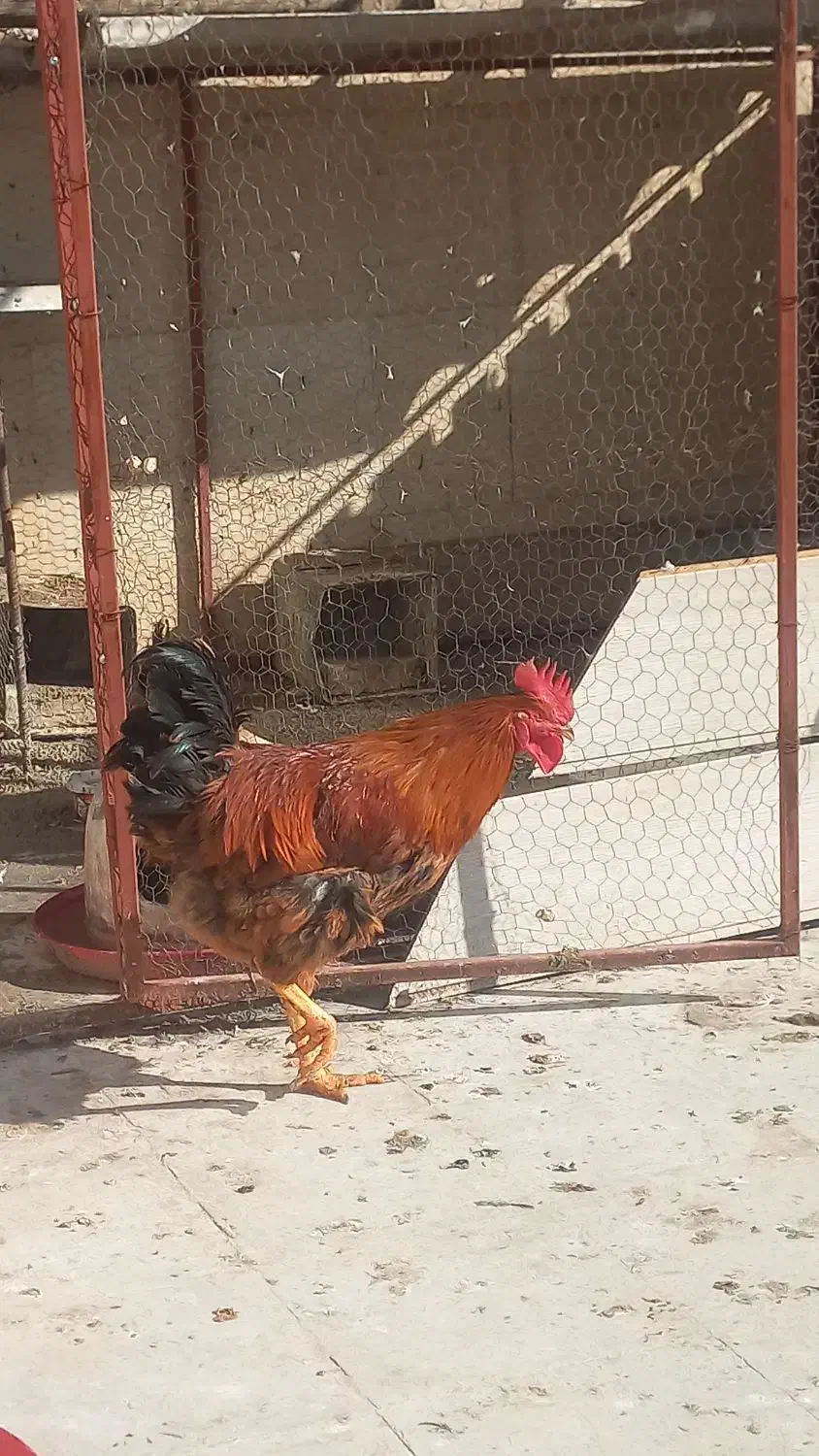 خروس جوان درجه یک|حیوانات مزرعه|یزد, |دیوار