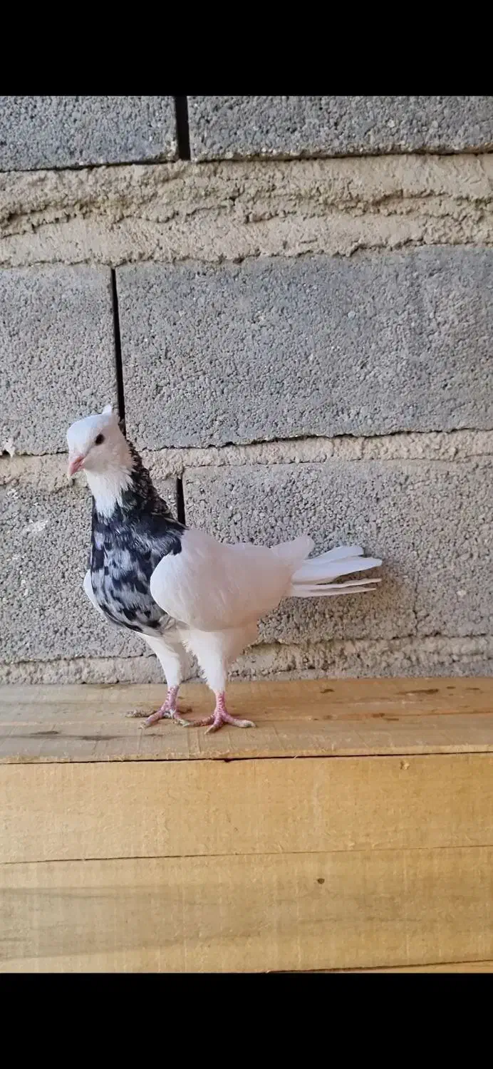 کبوتر طوقی|پرنده|سرپل ذهاب, |دیوار