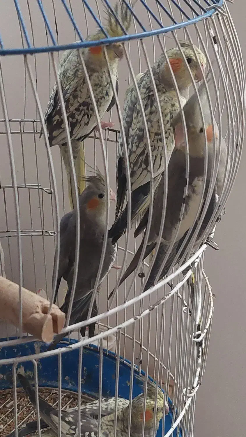 عروس هلندی۶ ماهه سرحال و زرنگ|پرنده|لاهیجان, گلستان|دیوار