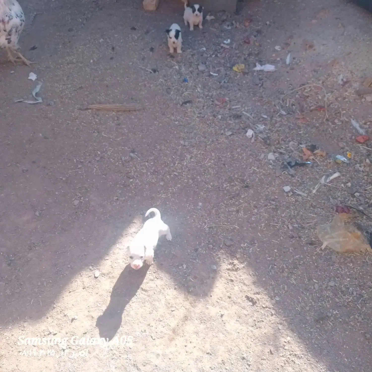 پاپی|سگ|تربت جام, میان جام|دیوار