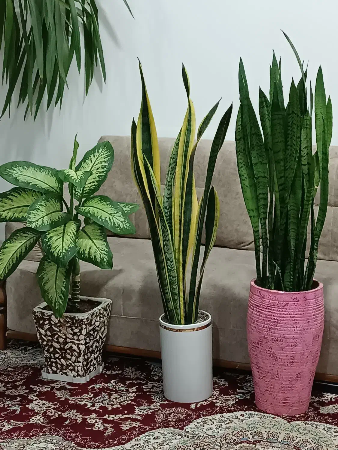 گل‌های بزرگ  باگلدان|گل و گیاه طبیعی|کرمانشاه, |دیوار