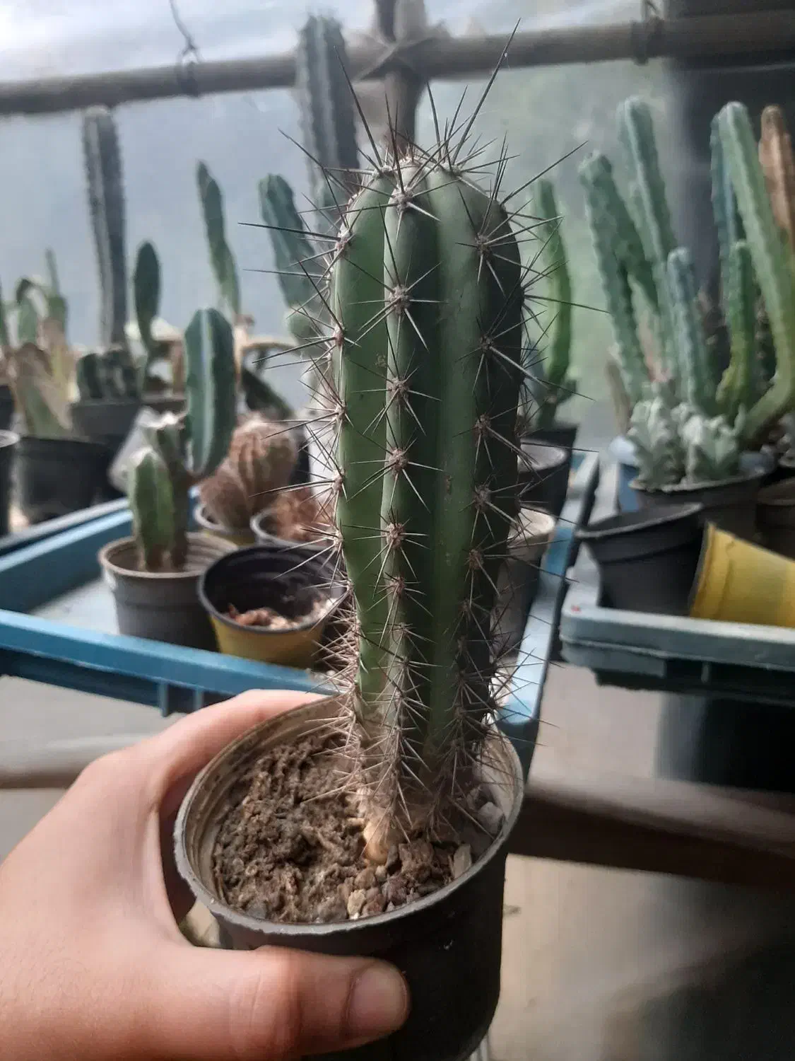 فروش کاکتوس ریز درشت درهم حراجی|گل و گیاه طبیعی|سلمانشهر, |دیوار