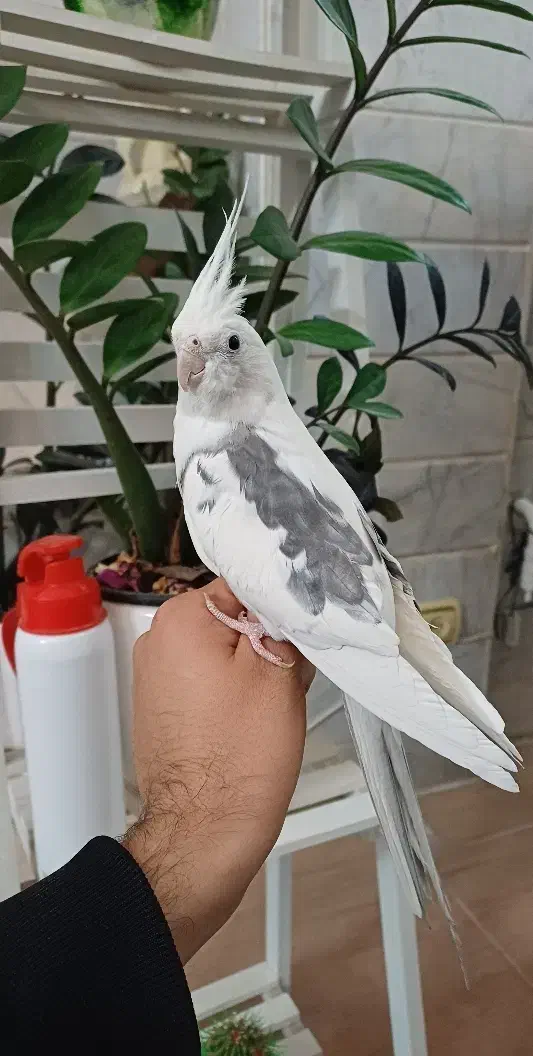 طوطی برزیلی فنچ مرغ عشق عروس قفس|پرنده|محلات, |دیوار