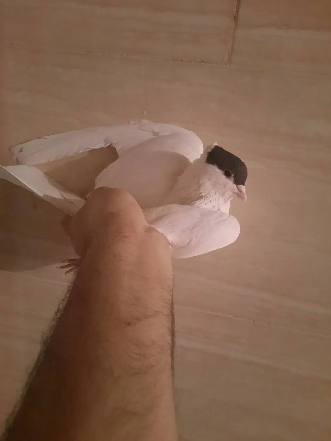 ۳تا کبوتر یا پرنده کتبسر|پرنده|خرمآباد, |دیوار