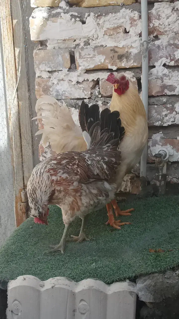 مرغ خروس|حیوانات مزرعه|کرمان, |دیوار